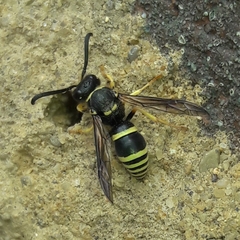 Ancistrocerus waldenii