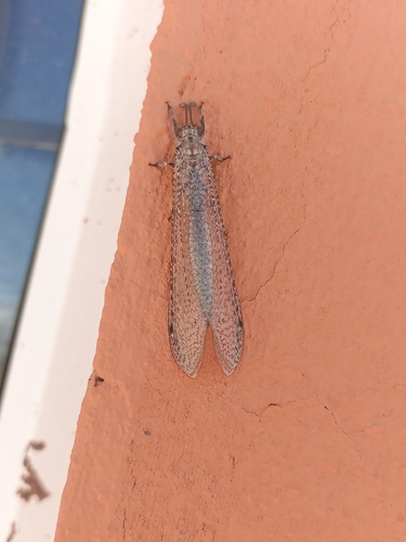 Paranthaclisis hageni