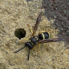 Ancistrocerus waldenii