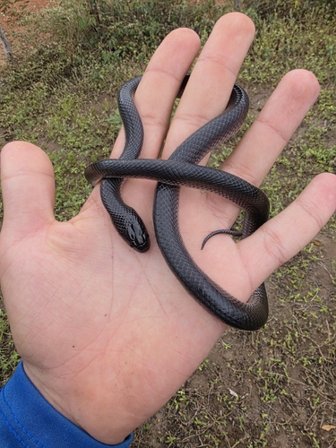 Boiruna sertaneja