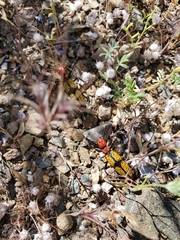 Tegrodera aloga