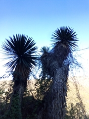 Yucca filifera