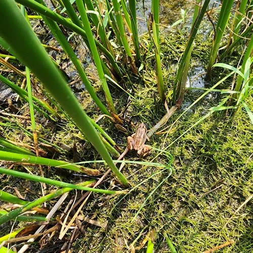 Wood Frog