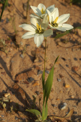 Ixia abbreviata