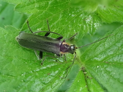 Cantharis obscura