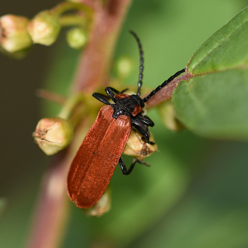 Lygistopterus sanguineus