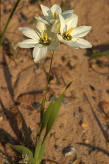 Ixia abbreviata
