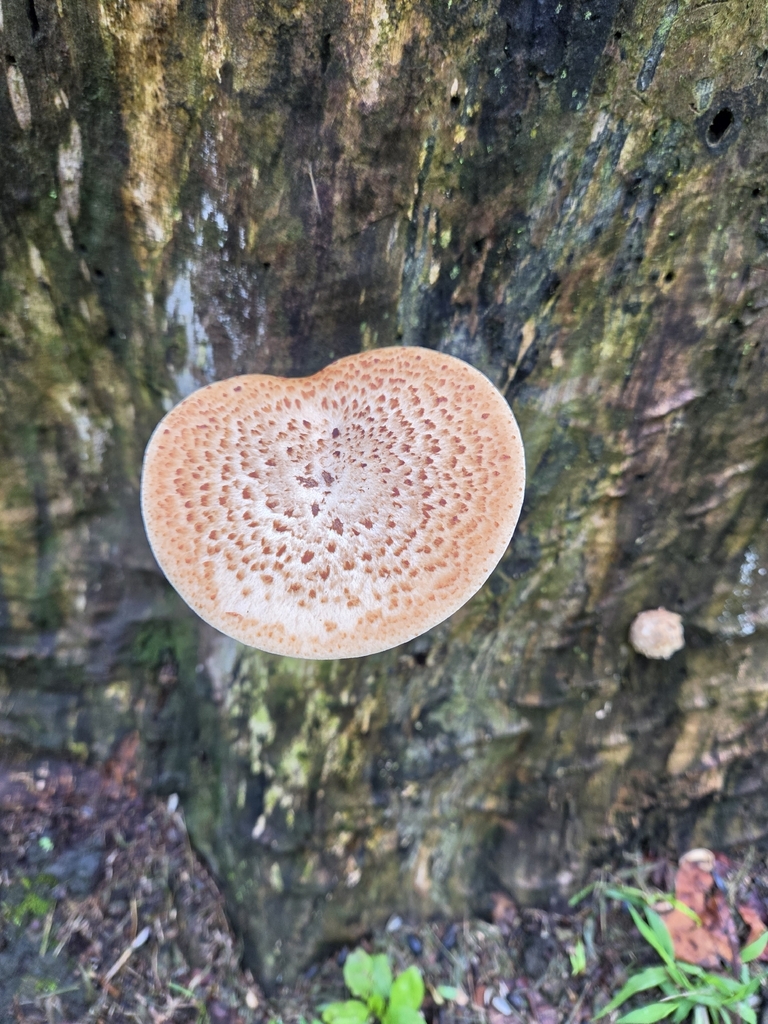 Dryad's Saddle · July 2026 · photo: Photo: (c) Leora Fitz, some rights reserved (CC BY) · iNaturalist