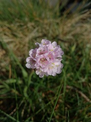 Armeria maritima maritima