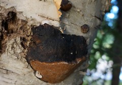Phellinus lundellii