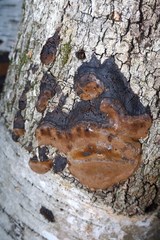 Phellinus lundellii