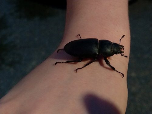 European Stag Beetle