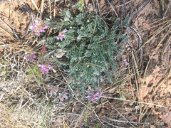 Astragalus gilensis