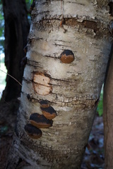 Phellinus lundellii