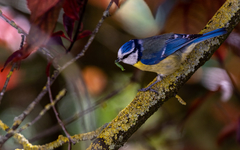 Cyanistes caeruleus