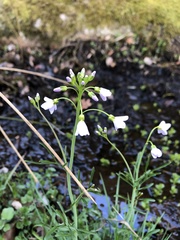 Cardamine pratensis