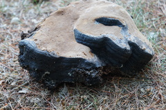 Phellinus lundellii