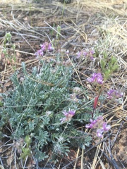 Astragalus gilensis