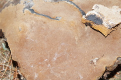 Phellinus lundellii