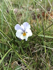 Viola arvensis