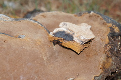 Phellinus lundellii