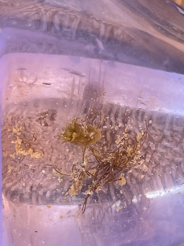 Exaiptasia diaphana, 2026-07-28
