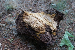Phellinus lundellii