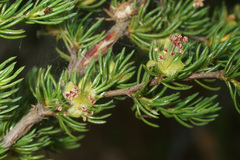 Cliffortia teretifolia