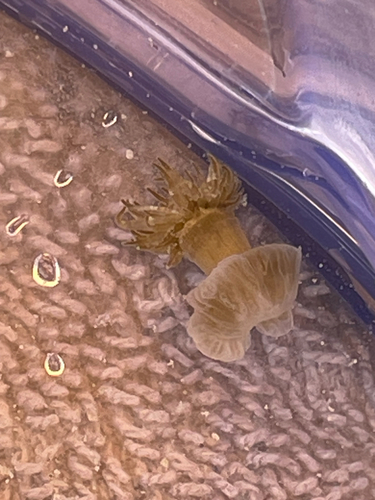 Exaiptasia diaphana, 2026-07-28