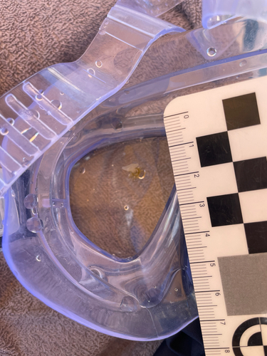 Exaiptasia diaphana, 2026-07-28