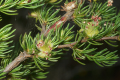 Cliffortia teretifolia