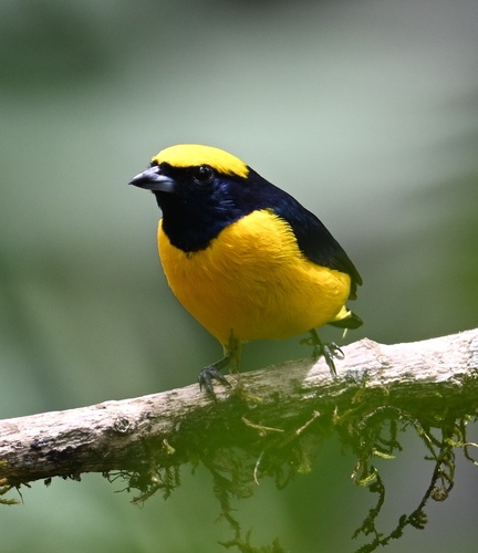 Yellow-crowned Euphonia (Euphonia luteicapilla), photo 10
