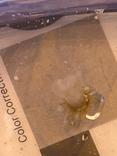 Exaiptasia diaphana, 2026-07-28
