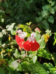 Salvia microphylla microphylla