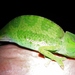 Chamaeleo gracilis gracilis - Photo (c) Thomas Brown,  זכויות יוצרים חלקיות (CC BY), uploaded by kogia