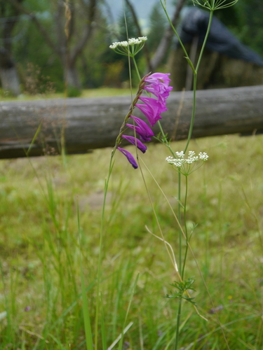 Gladiolus imbricatus, photograph 5