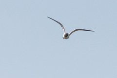 Chroicocephalus ridibundus