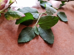 Salvia microphylla microphylla