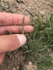 Festuca octoflora octoflora