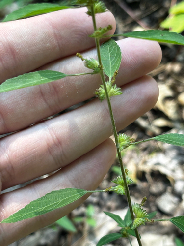 Acalypha virginica, photograph 5