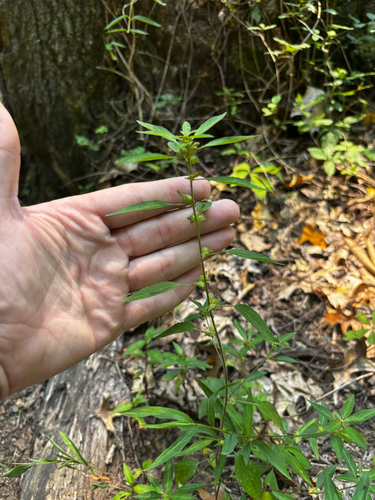 Acalypha virginica, photograph 4