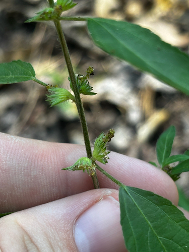 Acalypha virginica, photograph 6