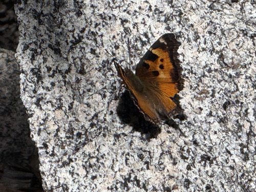 iNaturalist observation photo of California Tortoiseshell
