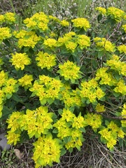 Helioscopia