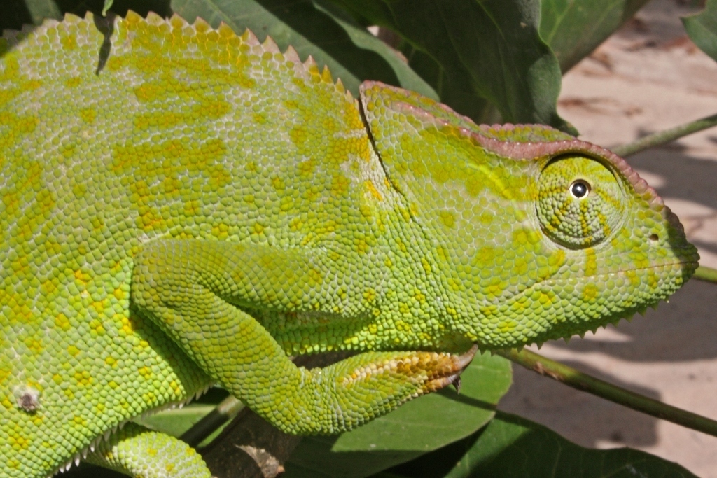 Slender Chameleon