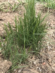 Festuca octoflora octoflora