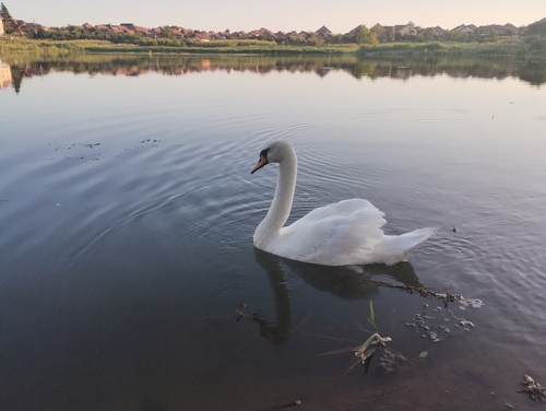 Mute Swan