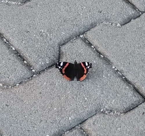 Red Admiral