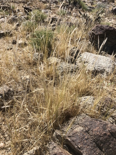 iNaturalist observation photo of cape ricegrass