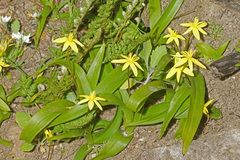 Pauridia gracilipes gracilipes